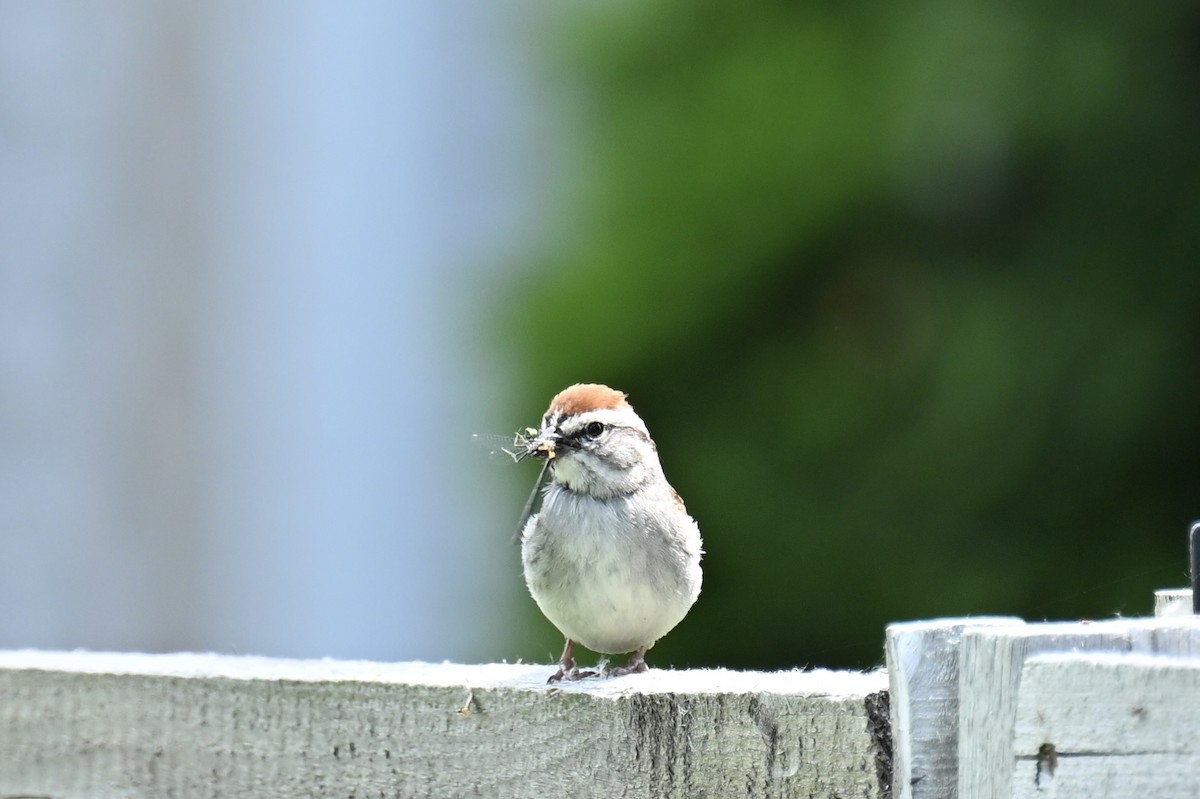 Chipping Sparrow - ML620036811