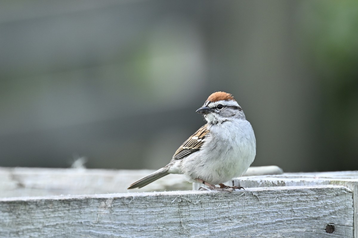 Chipping Sparrow - ML620036812