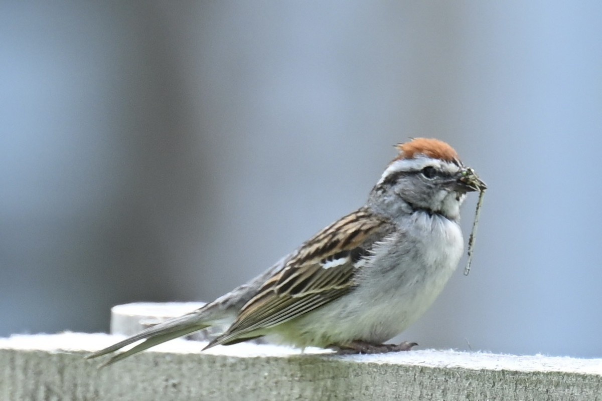 Chipping Sparrow - ML620036813