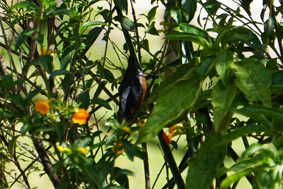 Black-throated Flowerpiercer - ML620036814
