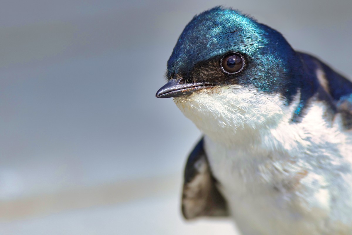 Golondrina Bicolor - ML620036822