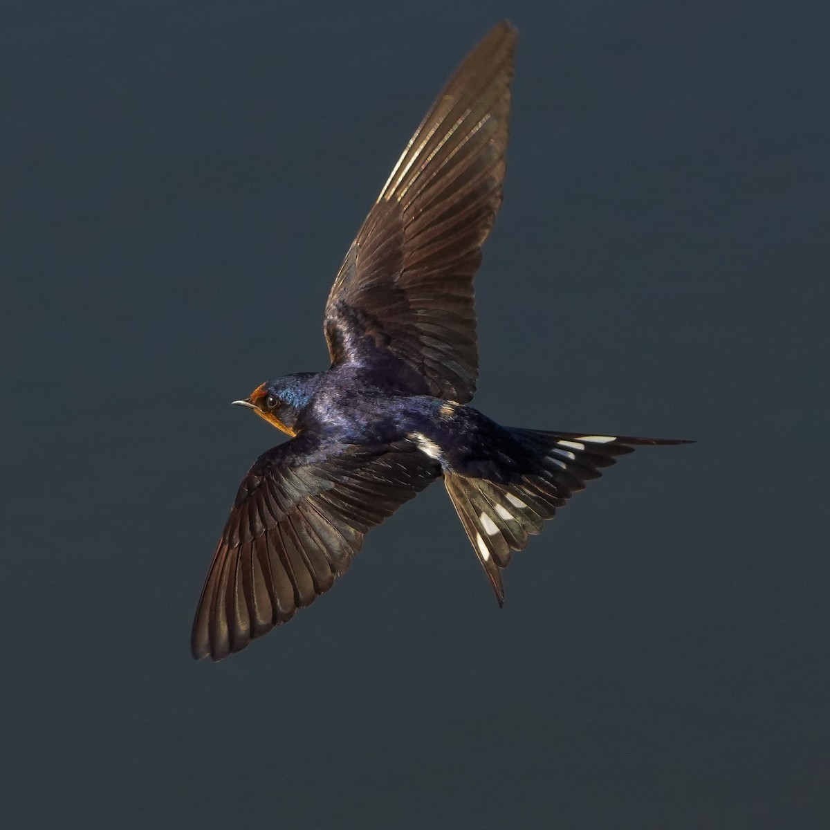 Barn Swallow - ML620036836