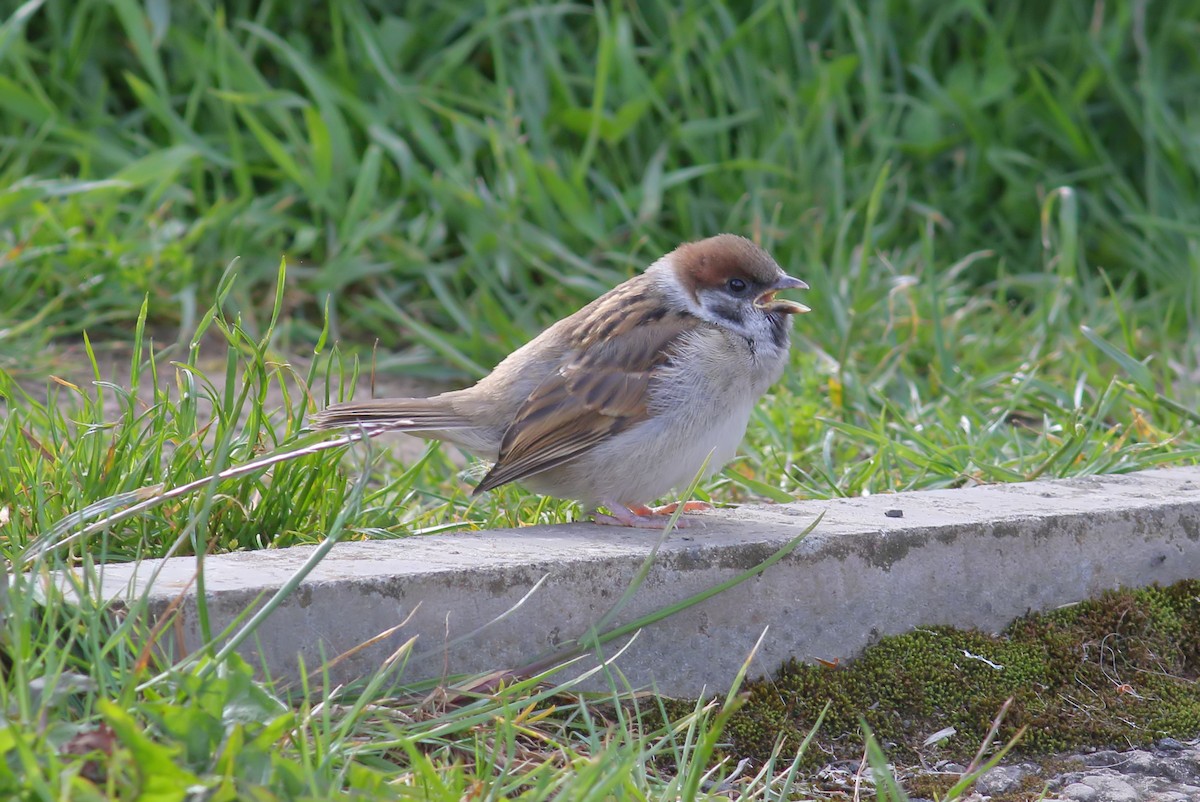 Eurasian Tree Sparrow - ML620036862