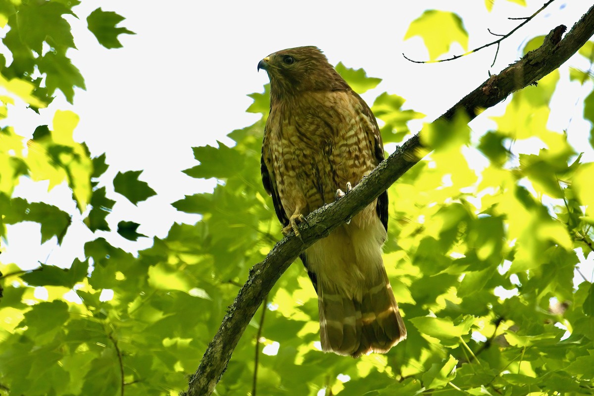 Red-shouldered Hawk - ML620036872