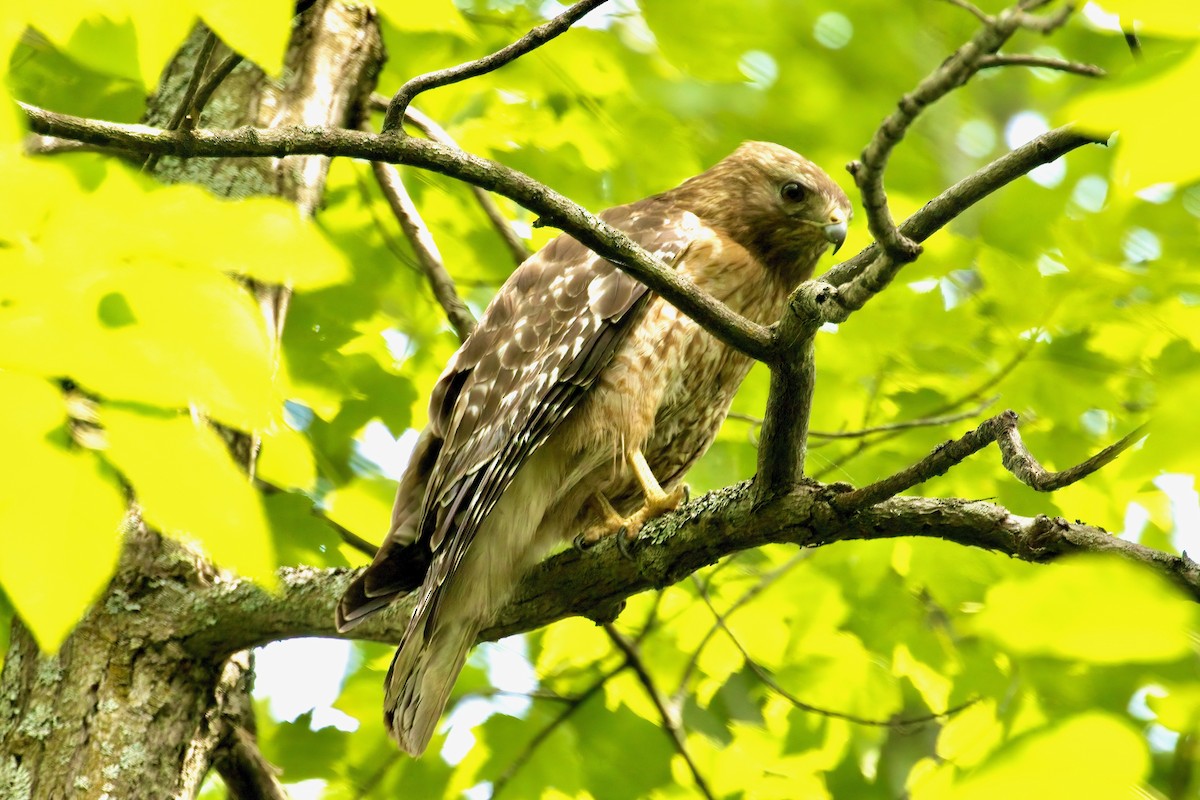 Red-shouldered Hawk - ML620036875