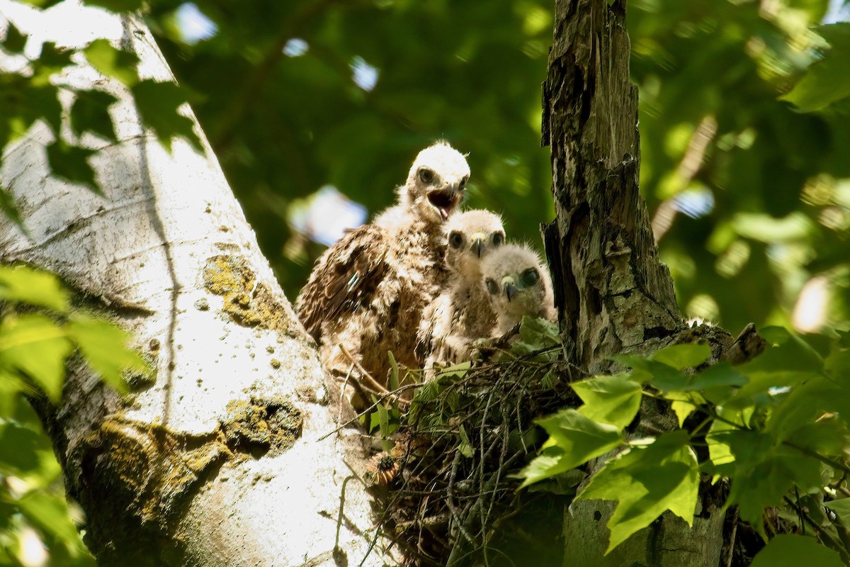 Red-shouldered Hawk - ML620036880