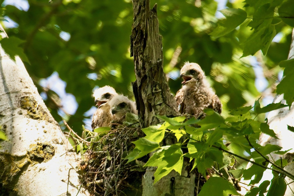 Red-shouldered Hawk - ML620036881