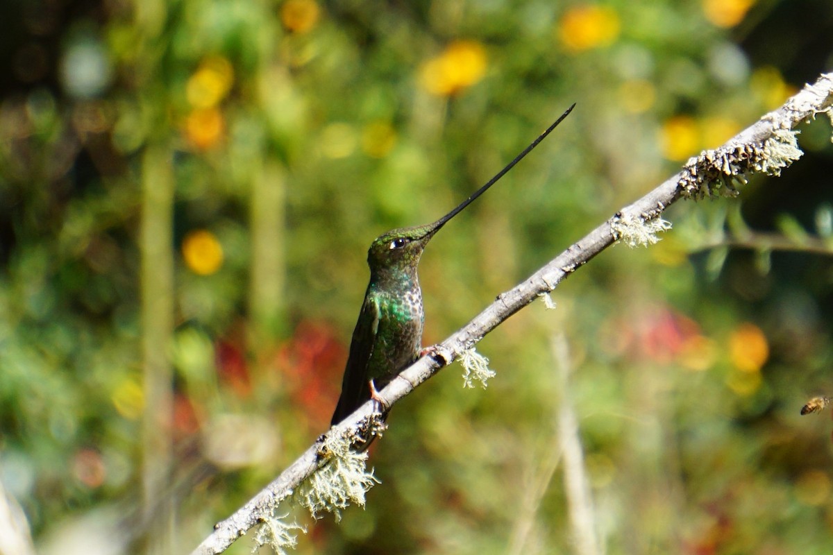 Sword-billed Hummingbird - ML620036887