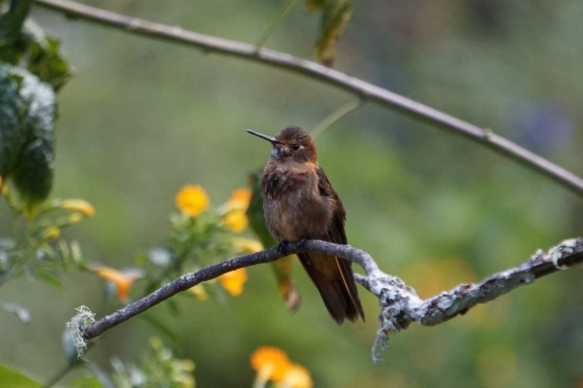 kolibřík duhovohřbetý - ML620036893