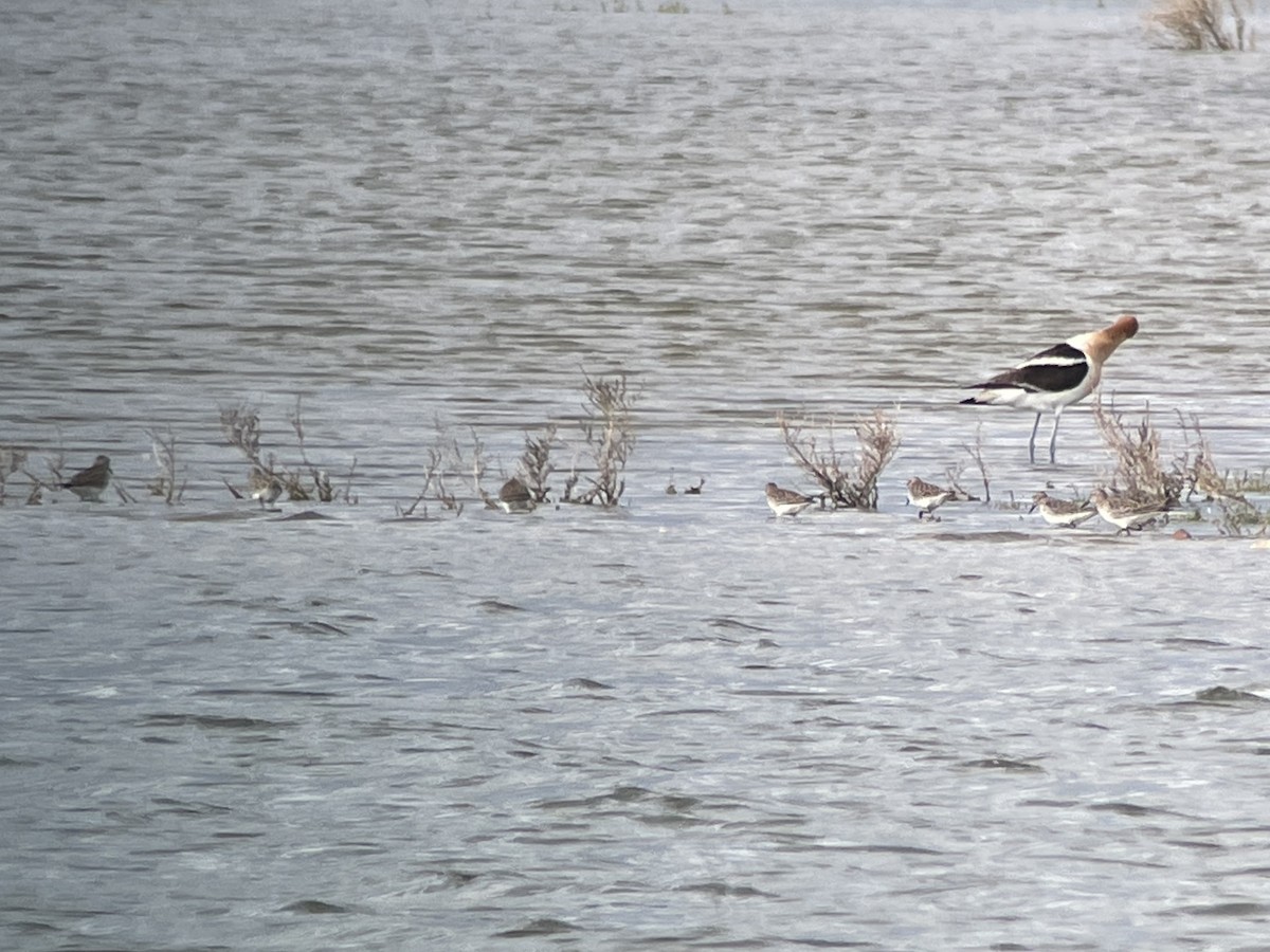 White-rumped Sandpiper - ML620036904