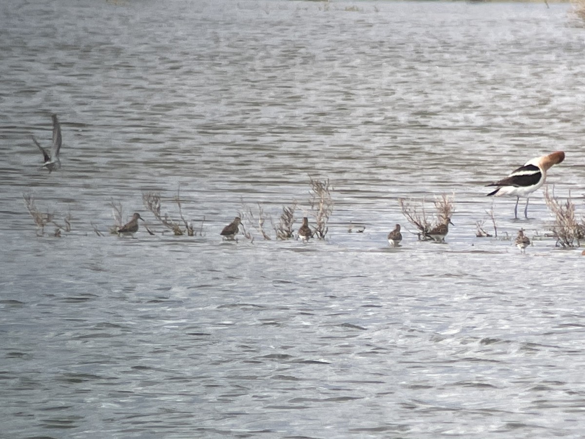 White-rumped Sandpiper - ML620036905