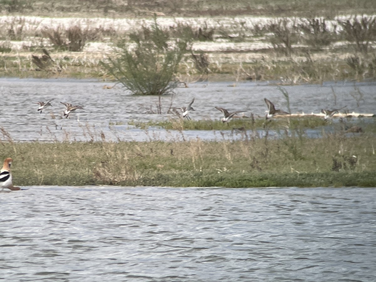 White-rumped Sandpiper - ML620036907