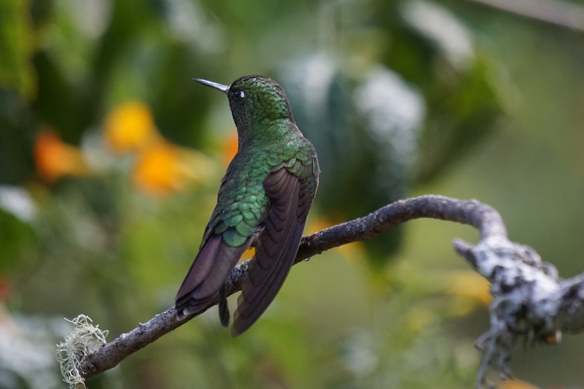kolibřík dřišťálový - ML620036908