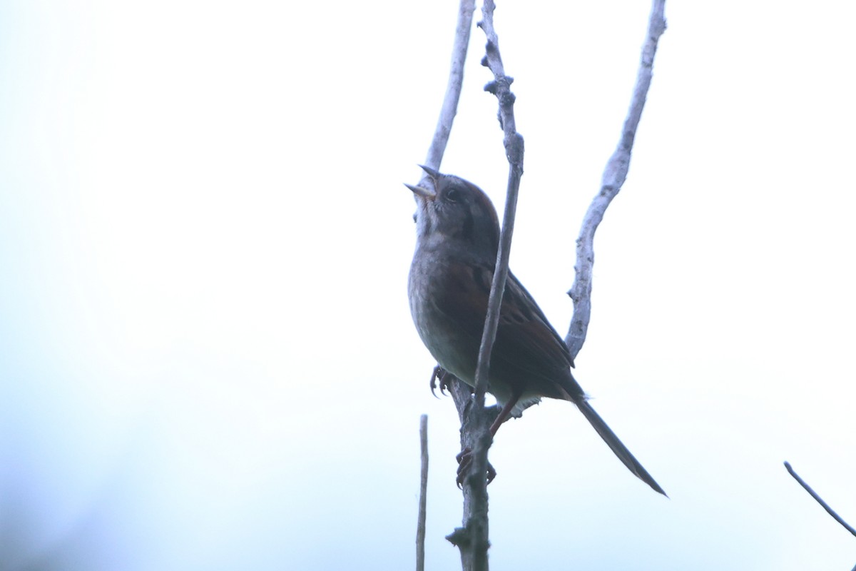 Swamp Sparrow - ML620036915