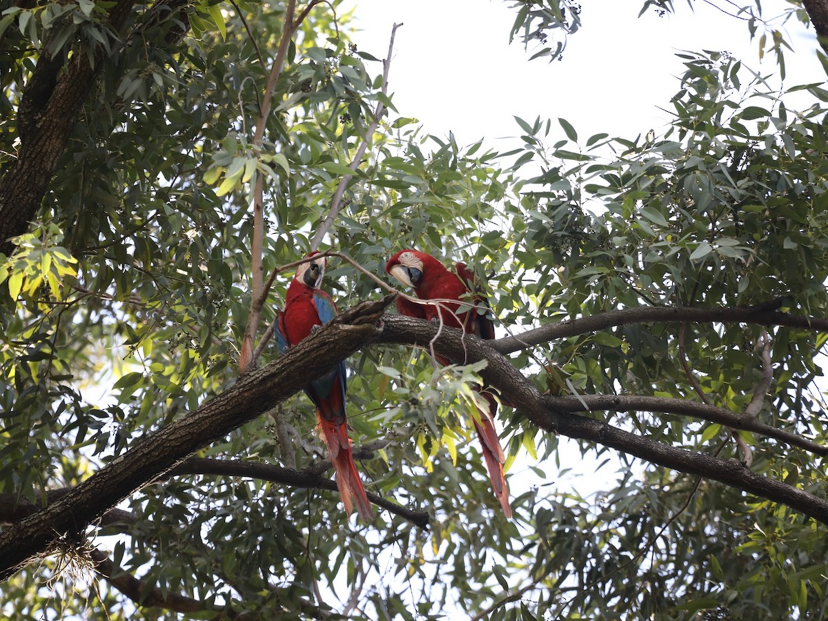 Red-and-green Macaw - ML620036935