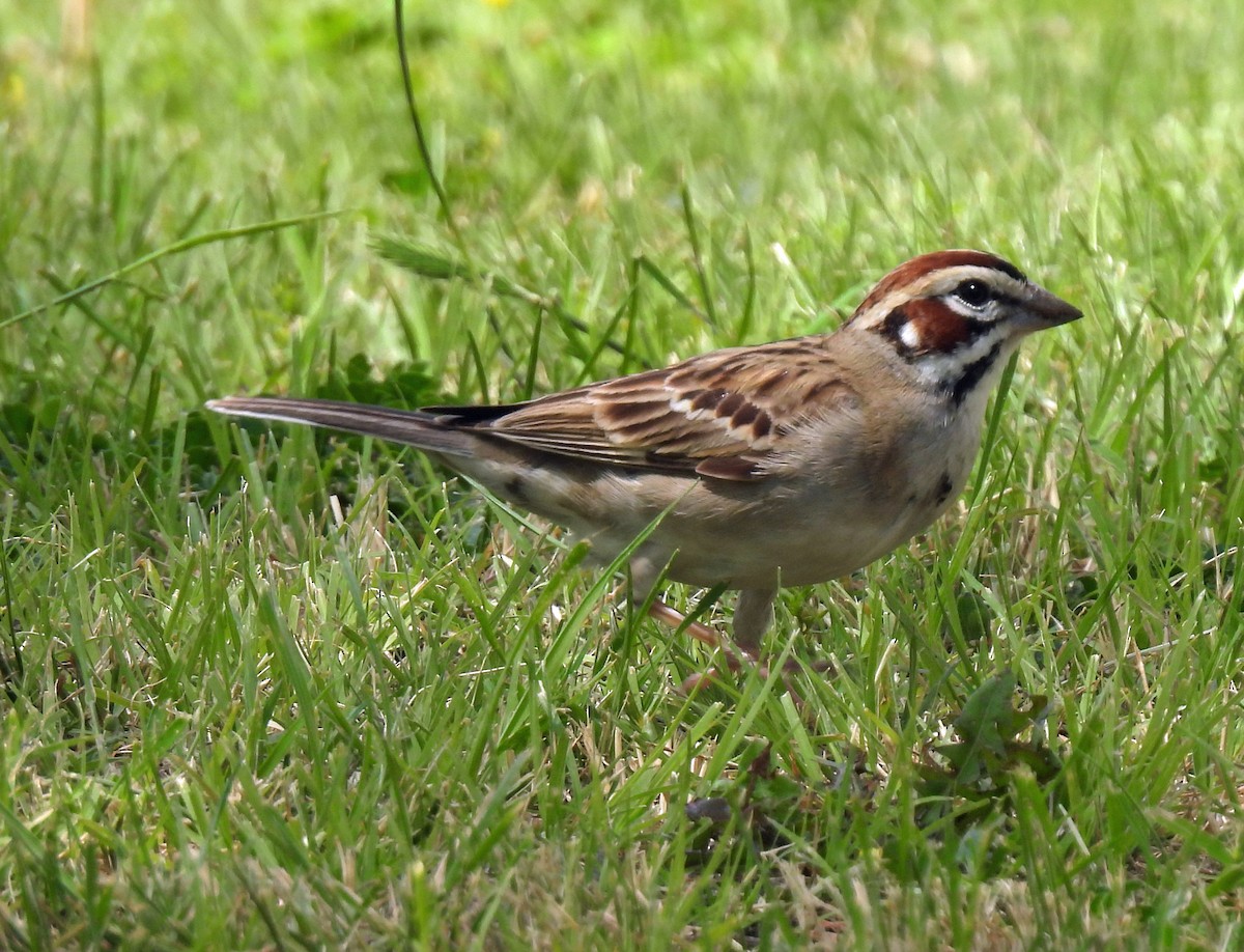 Lark Sparrow - ML620036940