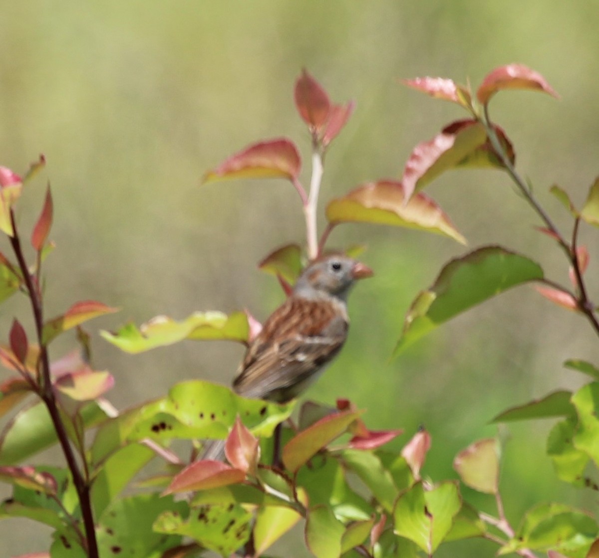 Field Sparrow - ML620036942
