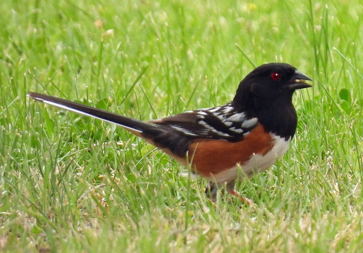 Spotted Towhee - Mick ZERR