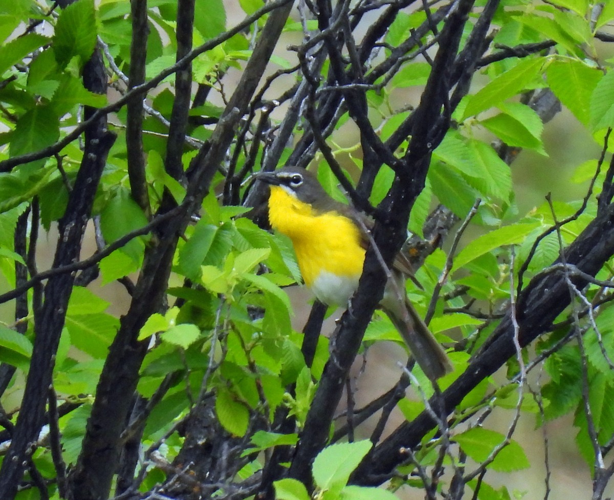 Yellow-breasted Chat - ML620036961