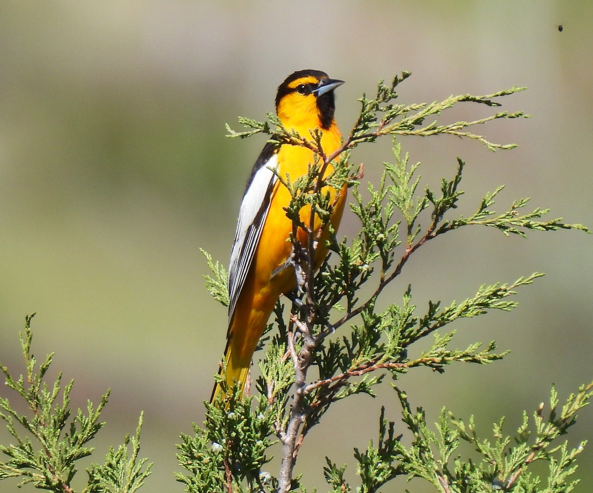 Bullock's Oriole - ML620036965