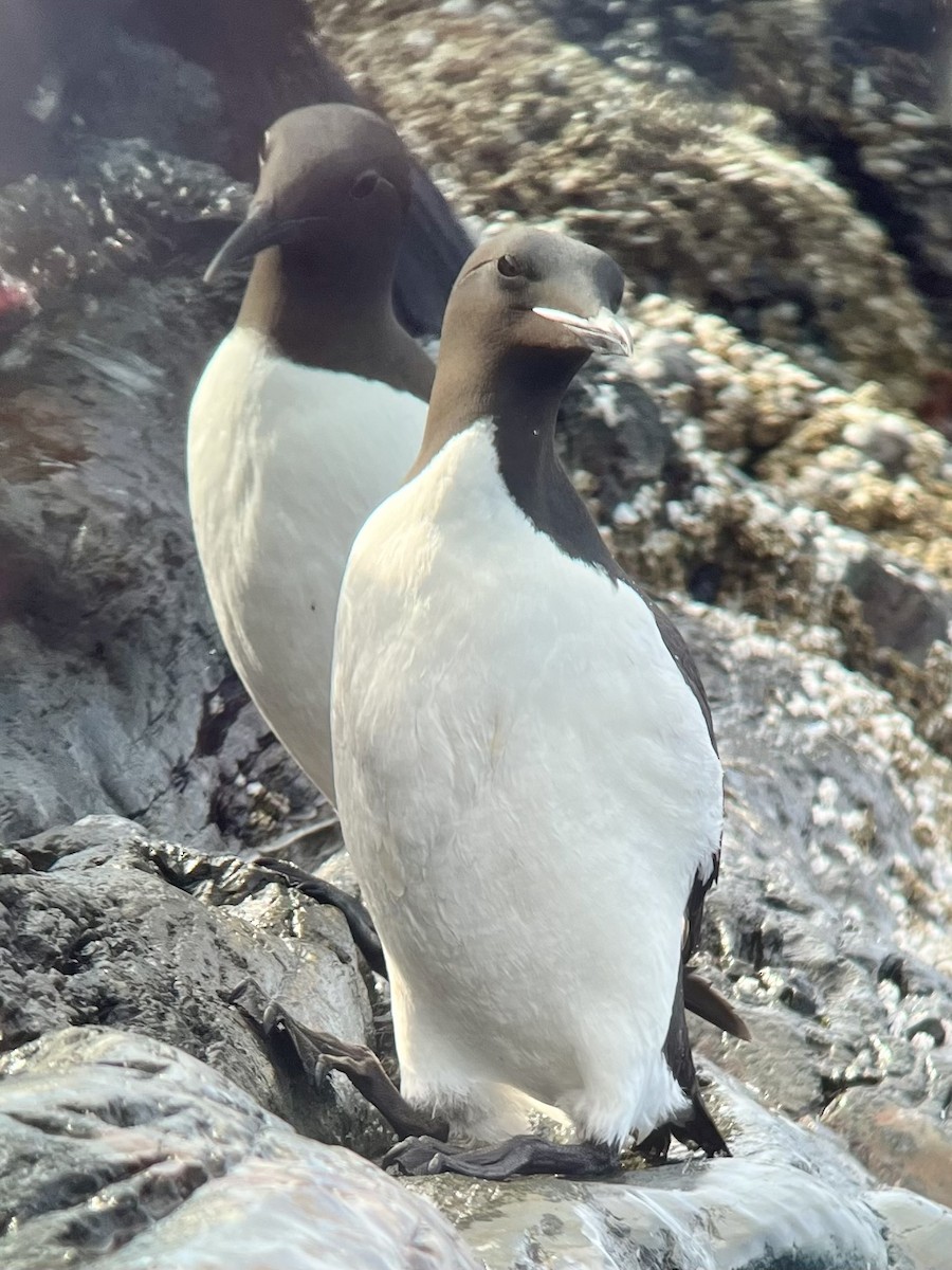 Thick-billed Murre - ML620036968