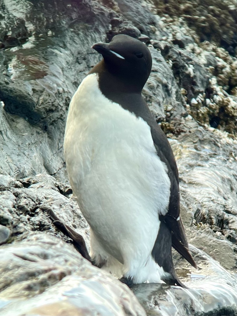 Thick-billed Murre - ML620036969