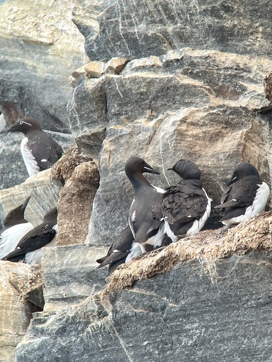 Thick-billed Murre - ML620036970