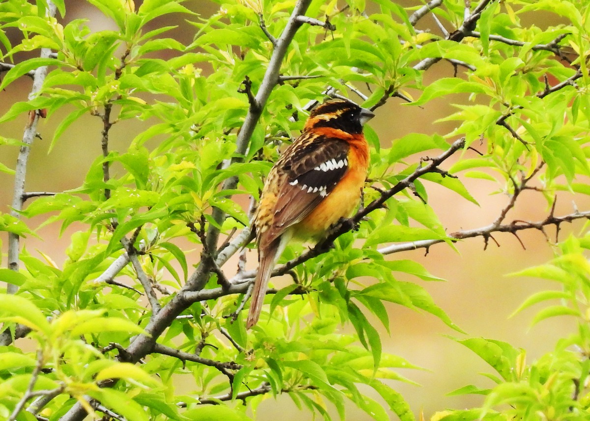 Black-headed Grosbeak - ML620036976