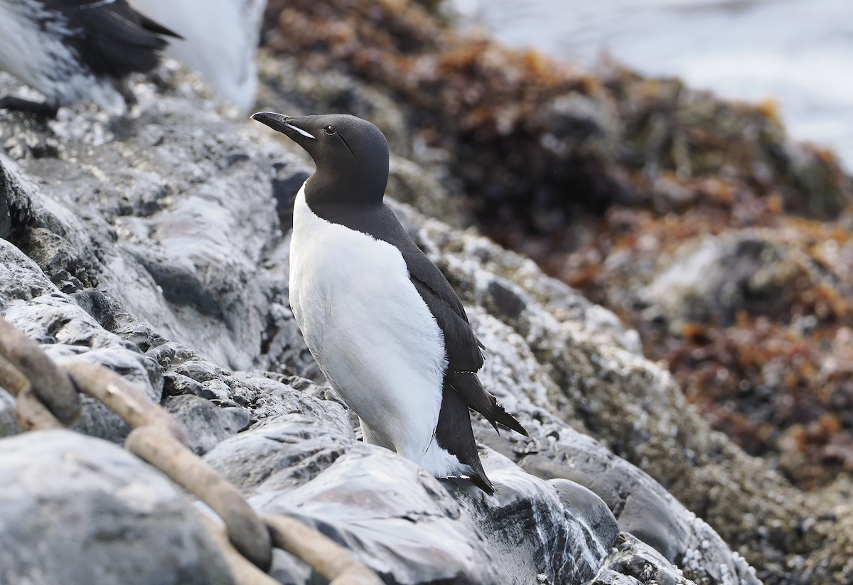 Thick-billed Murre - ML620036986