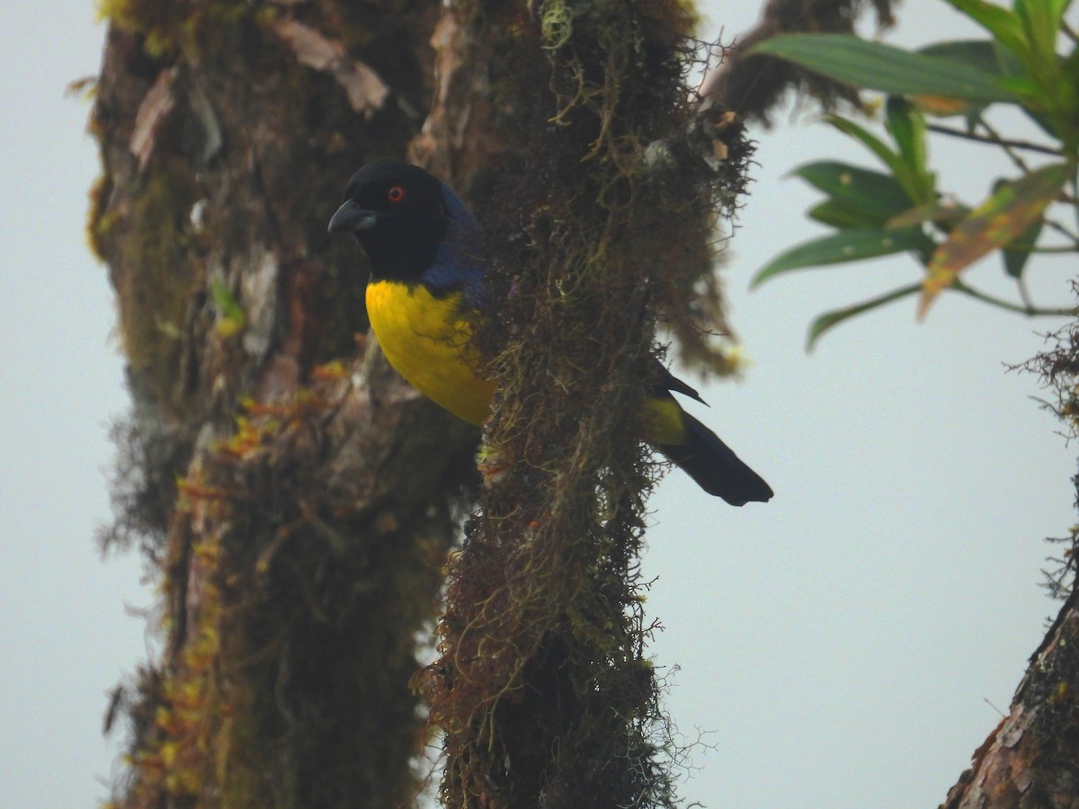 Hooded Mountain Tanager - ML620036998