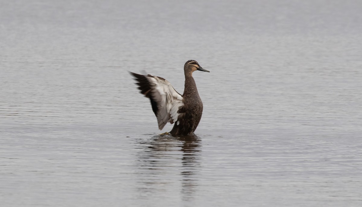 Pacific Black Duck - ML620037007