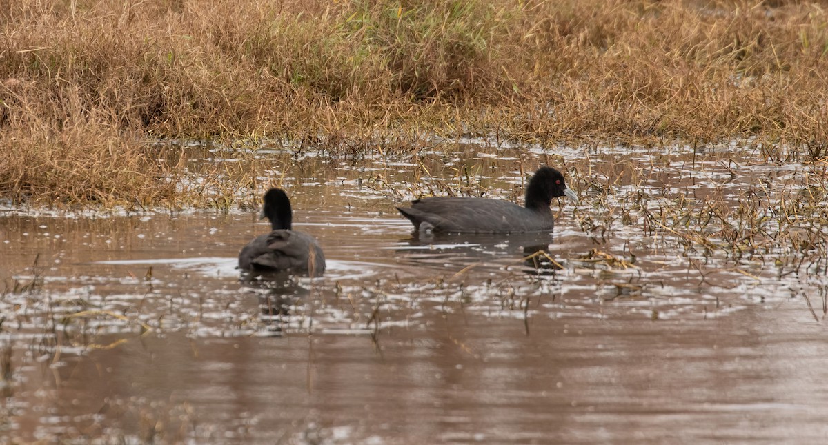 Eurasian Coot - ML620037009