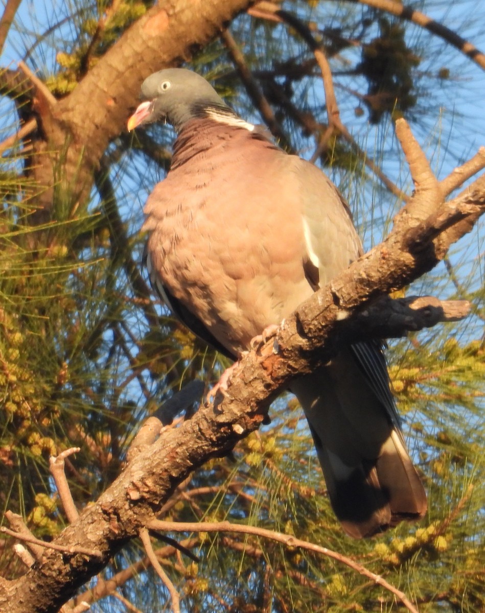 Common Wood-Pigeon - ML620037014