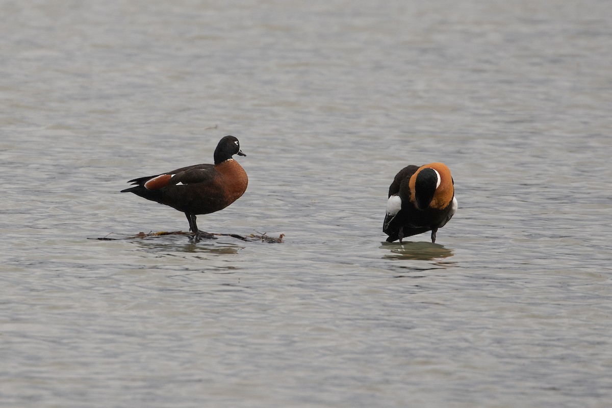 Australian Shelduck - ML620037016