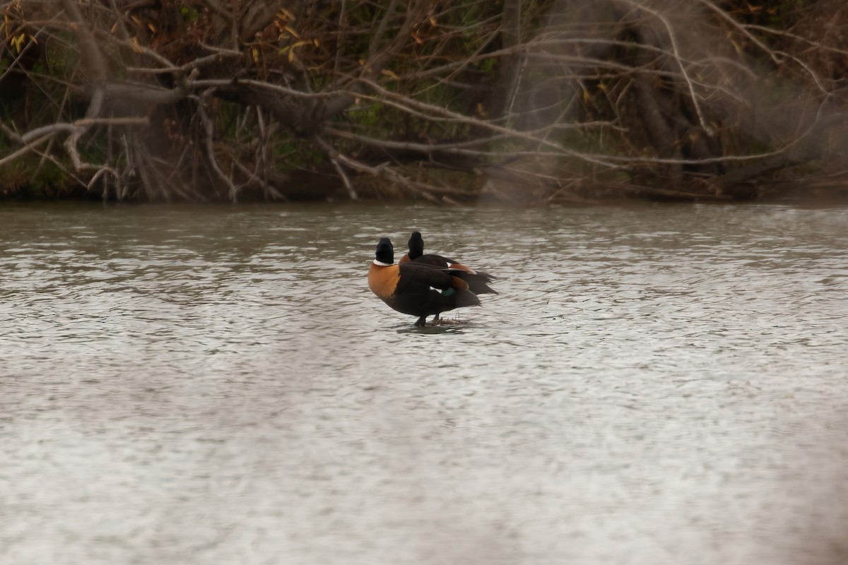 Australian Shelduck - ML620037017