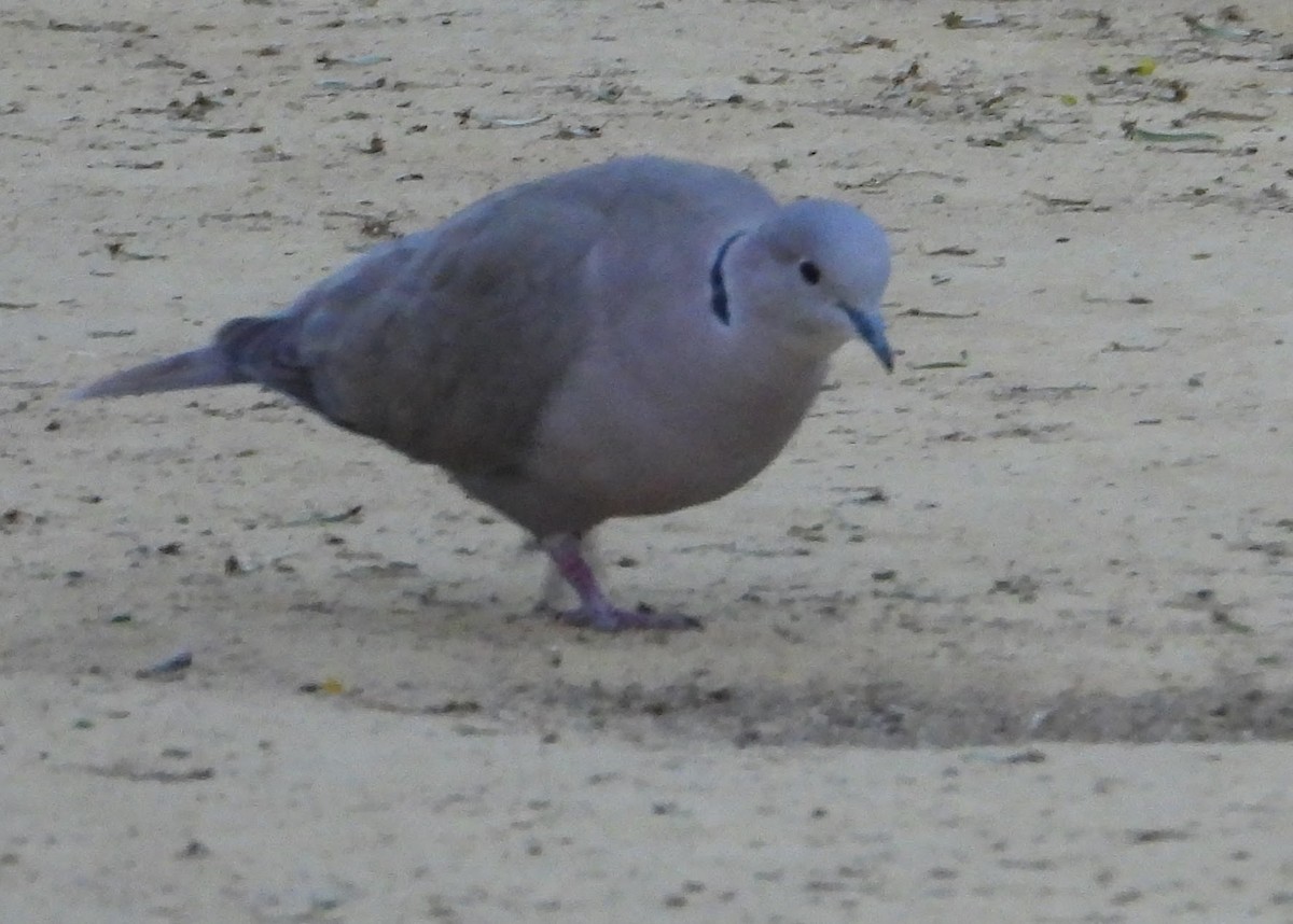 Eurasian Collared-Dove - ML620037019