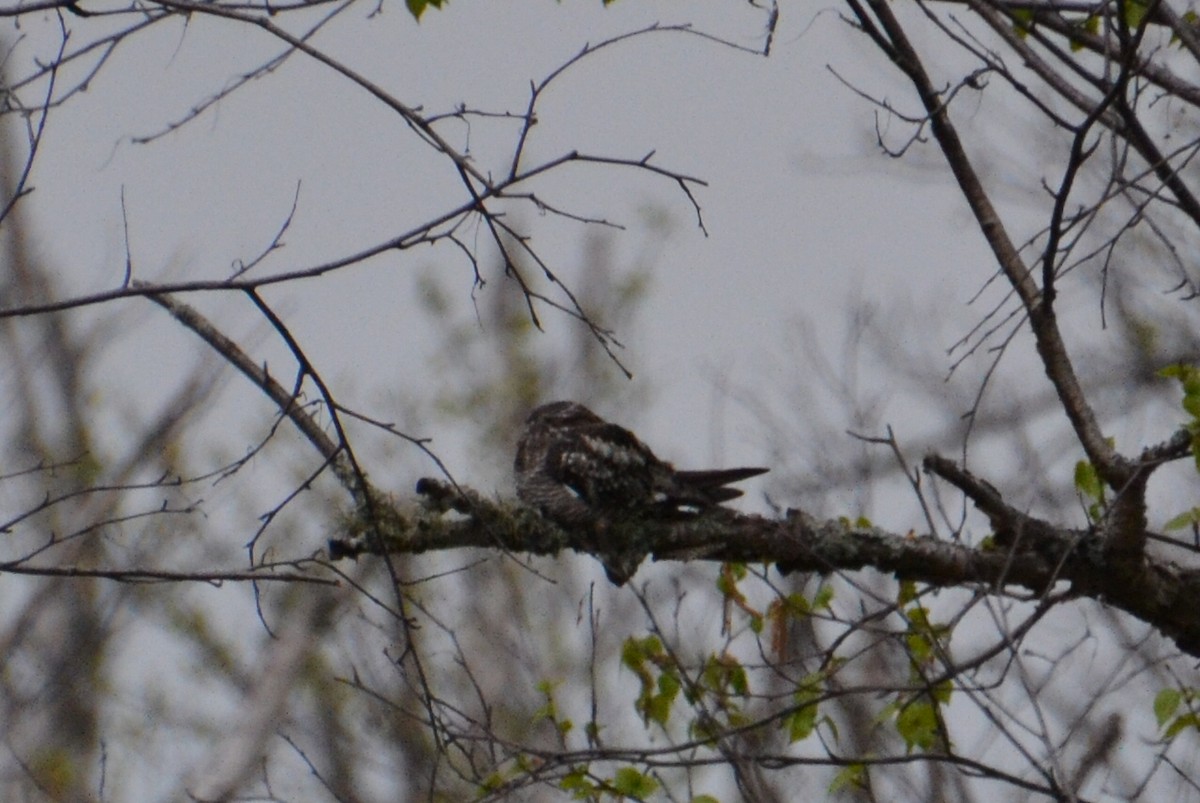 Common Nighthawk - Ted Armstrong