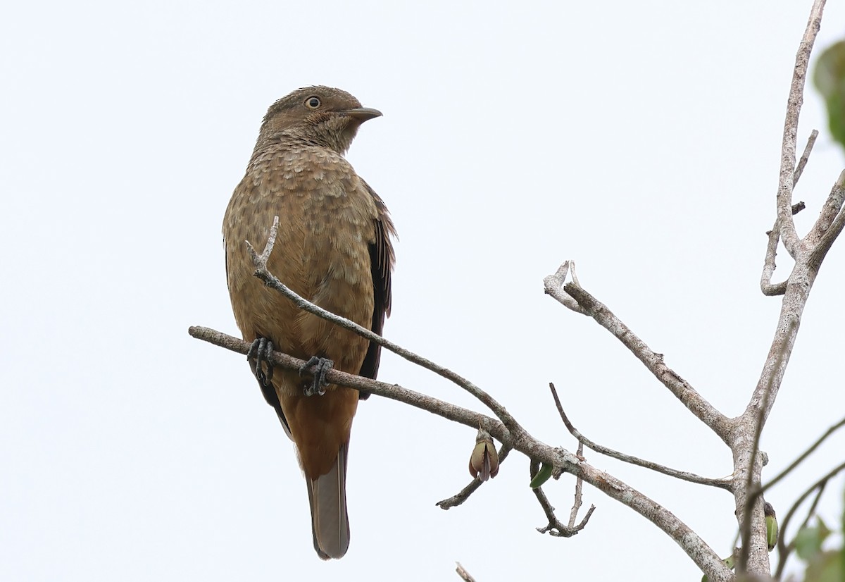 Plum-throated Cotinga - ML620037056