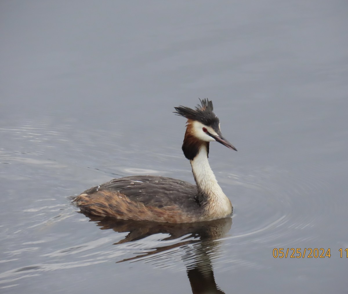 Great Crested Grebe - ML620037067
