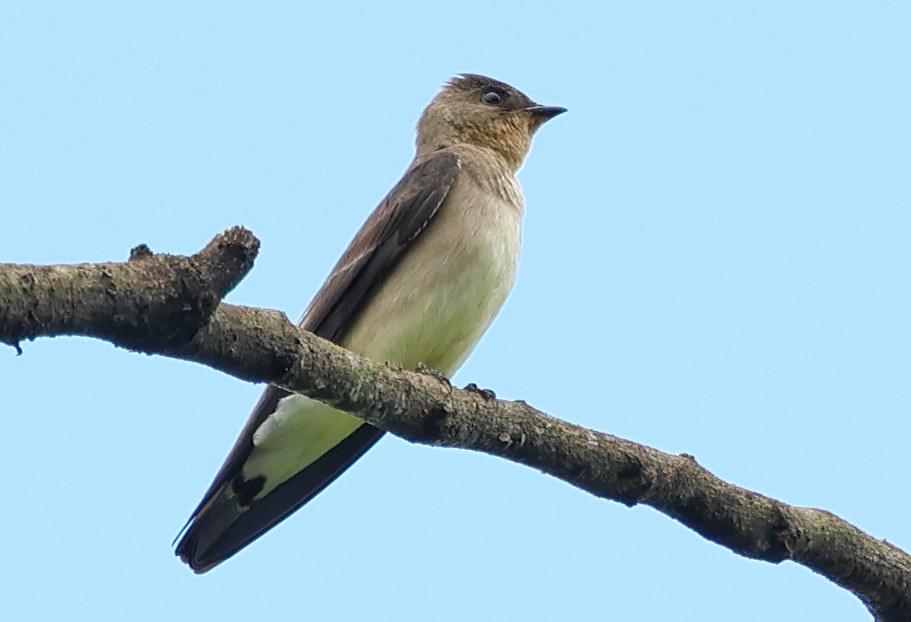 Southern Rough-winged Swallow - ML620037095