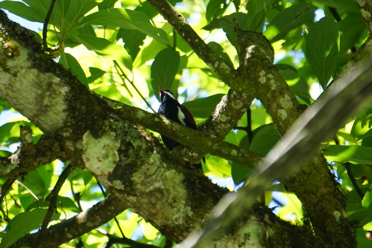 White-eared Solitaire - ML620037096