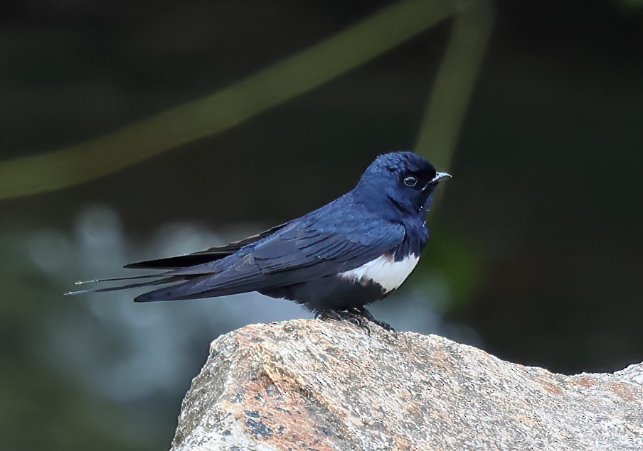 White-banded Swallow - ML620037098