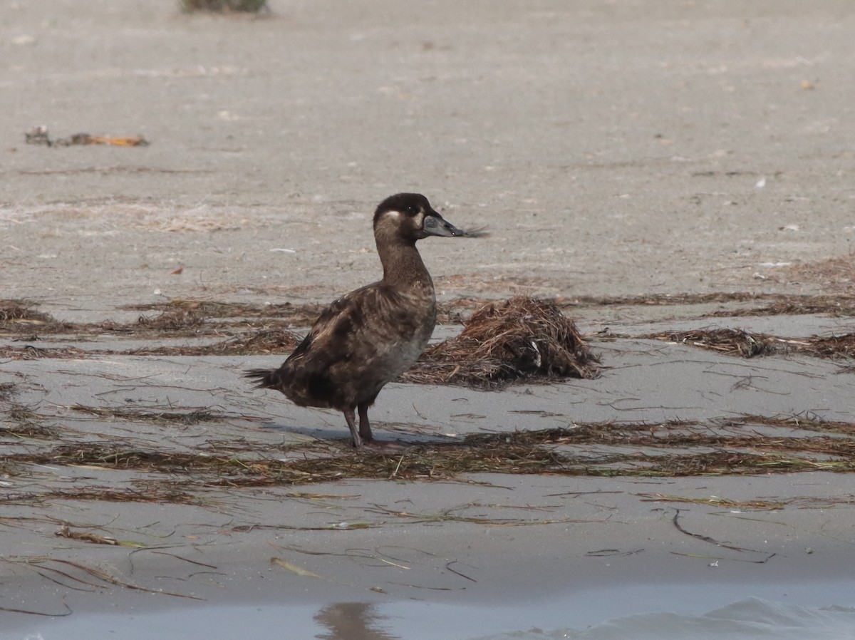 Surf Scoter - ML620037107