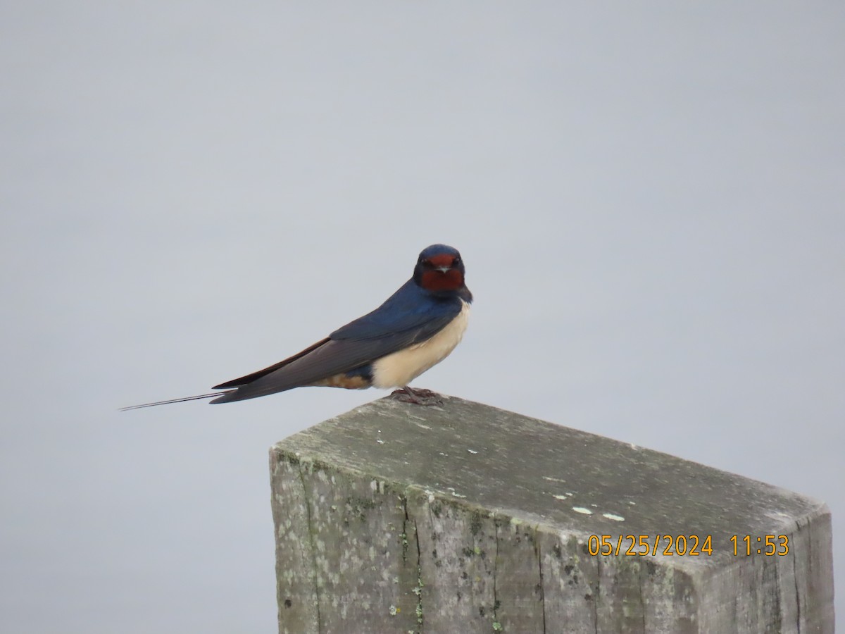 Barn Swallow - ML620037114