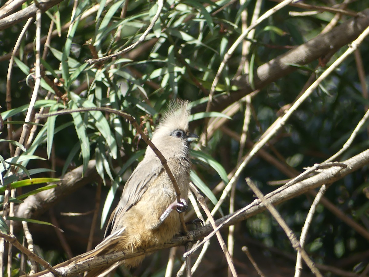Speckled Mousebird - ML620037115