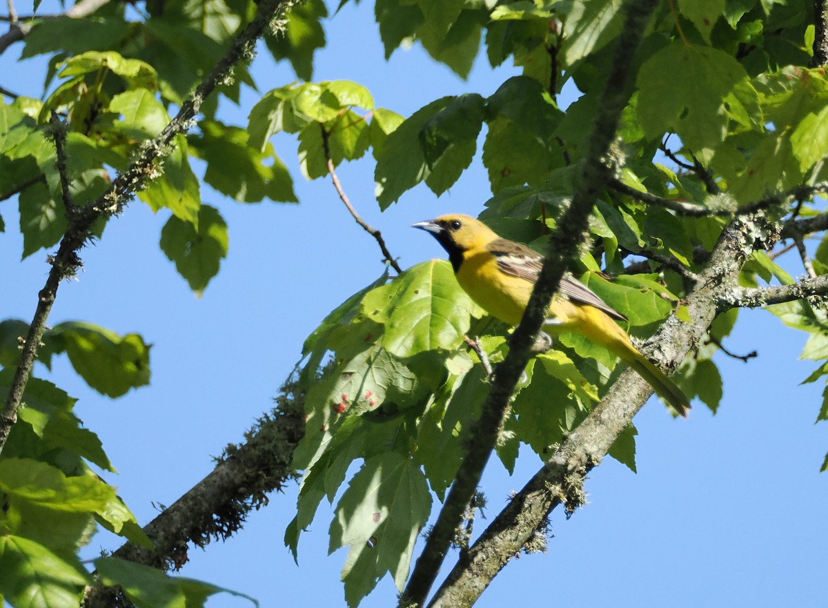 Orchard Oriole - ML620037118