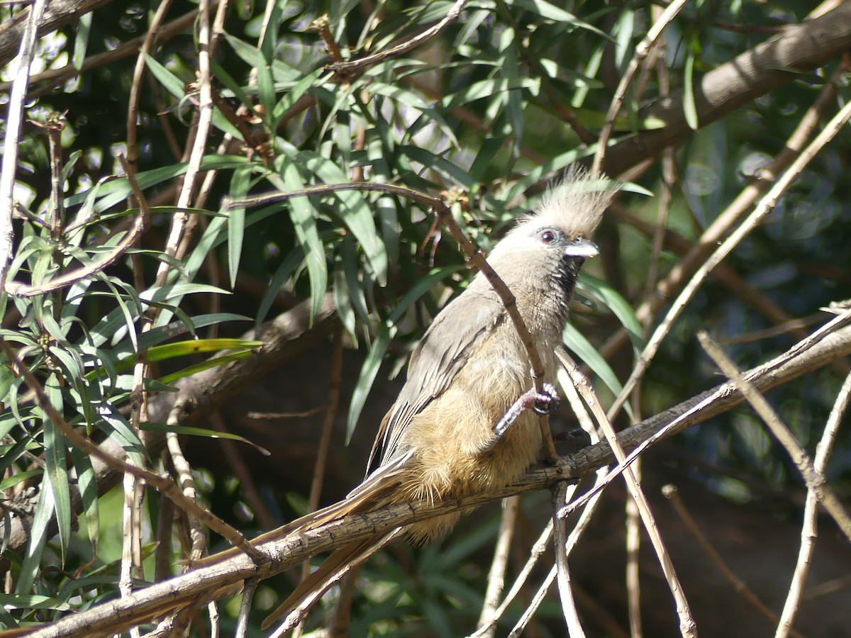 Speckled Mousebird - ML620037119
