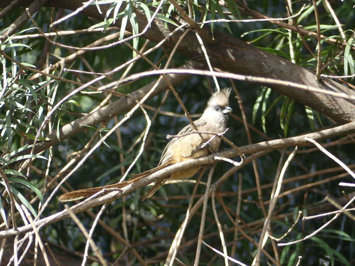 Speckled Mousebird - ML620037121