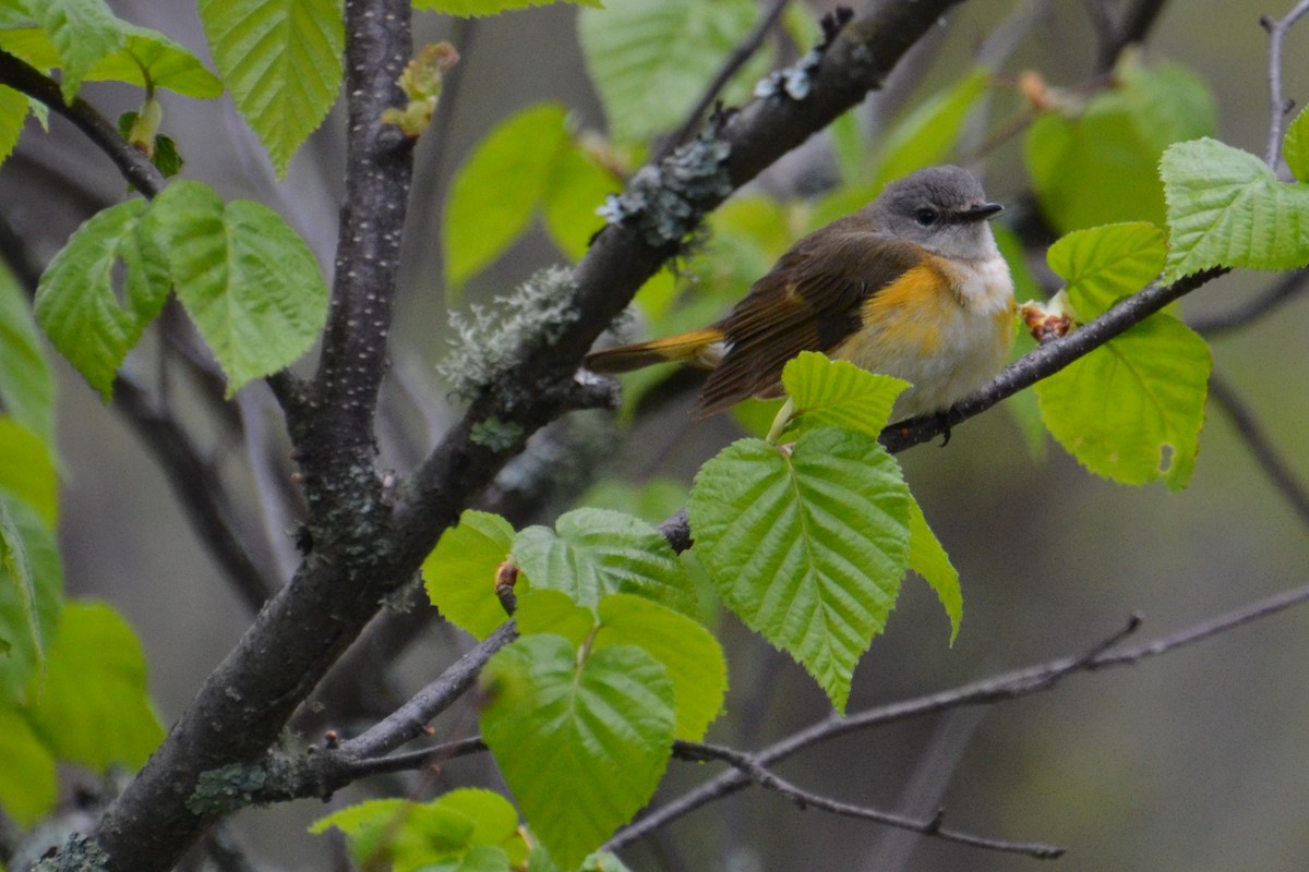 American Redstart - ML620037123