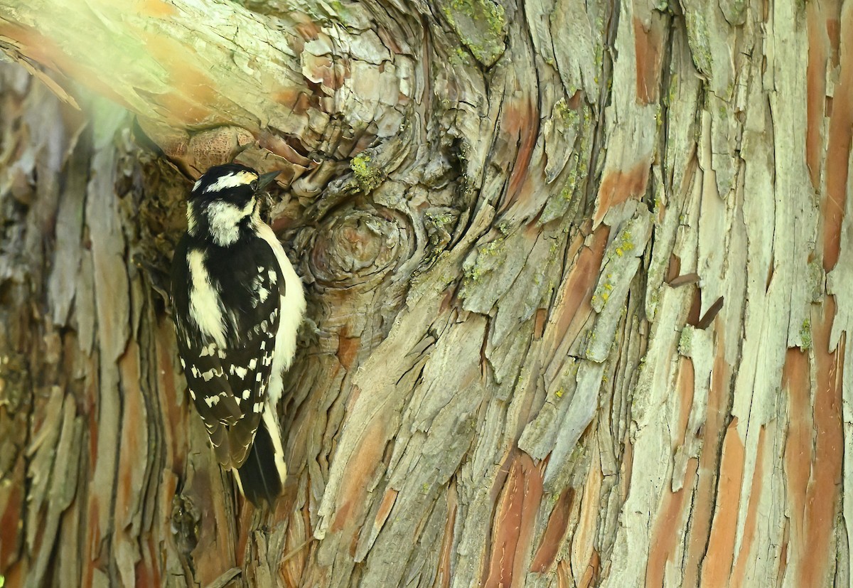 Downy Woodpecker - Linda Sullivan